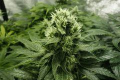 Blue dream phéno 1