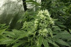 Blue dream phéno 1