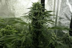 Casey jones