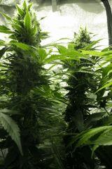 Blue dream double batte !