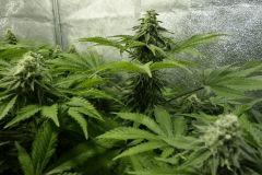 Girls scoot cookies