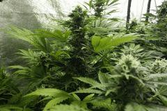Girls scoot cookies