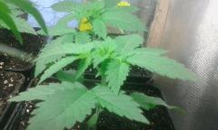 Cro 21 master kush 2