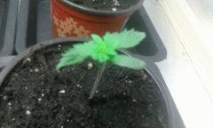 Cro 12 skunk 2