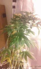 Flo 42 skunk22