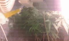Flo 42 skunk 12
