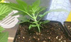 Cro 23 skunk 1