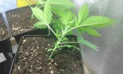 Cro 23 master kush 2