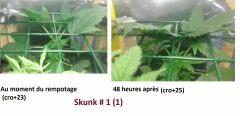 cro+30-Skunk 1