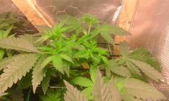 Flo 0 master kush 2