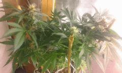 Flo 42 skunk 1