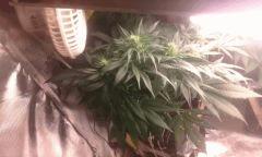 Flo 42 skunk 23