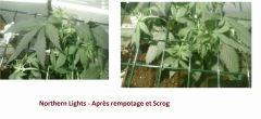 cro+30-Nl après 2