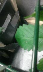 cro+30-attaque thrips