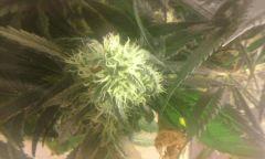 Flo 42 NL bud1