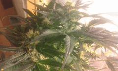 Flo 42 skunk21