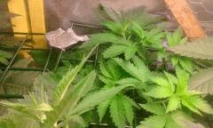 Flo 0 skunk 1