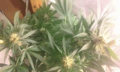 Flo 42 skunk 11