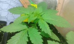 Cro 21 skunk2