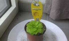 Cro 2 Pinguicula Tina