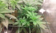 Flo 0 skunk 2