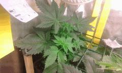 Flo 0 master kush 1
