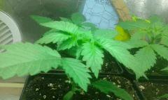 Cro 21   master kush 1