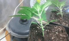 Cro 23 master kush 1