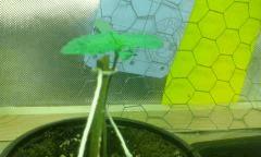Cro  12 master kush 1