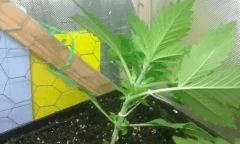 Cro 23 skunk 2