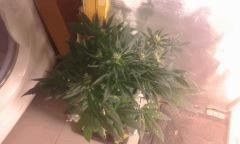 Flo 42 skunk2