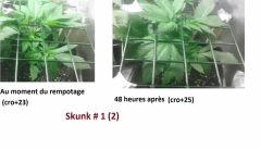 cro+30-Skunk 2
