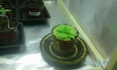 cro6 Pinguicula Tina