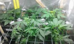 scrog groupe