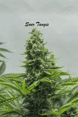 sourtangie6