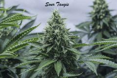 sourtangie5