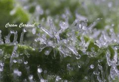 creamtri