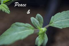 peace
