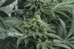 sourtangie