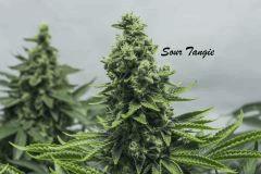 sourtangie2