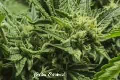 creamcaramel