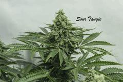Sourtangie3