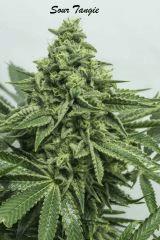 SourTangie8