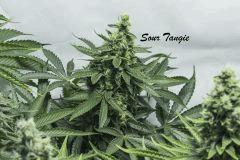 sourtangie4
