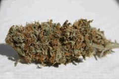 Blue Dream