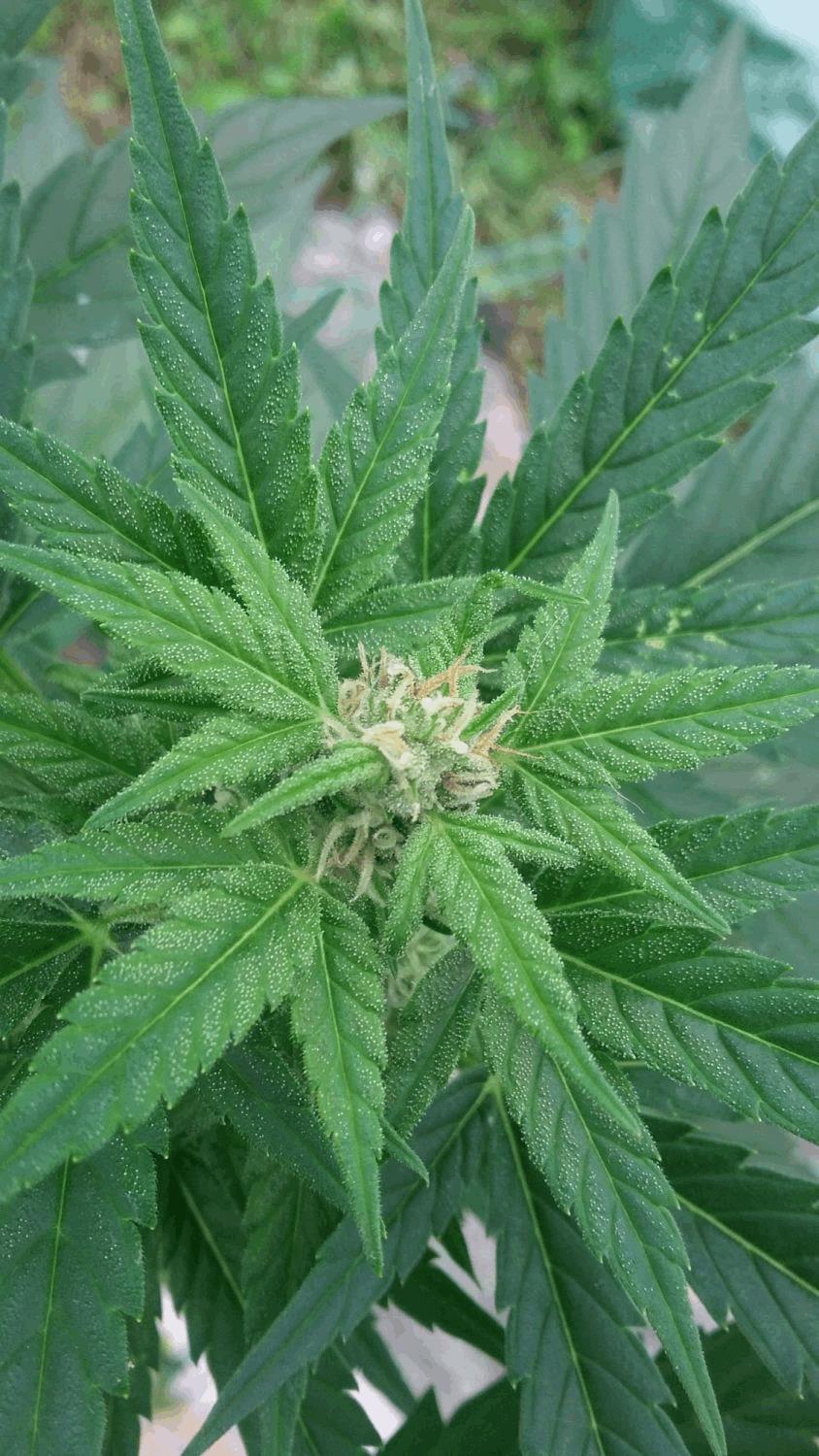 Plantouilles 2016