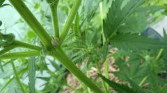 20160605 120138[1]