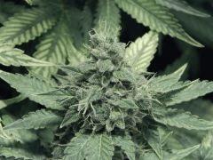 DK P Seeds (25)