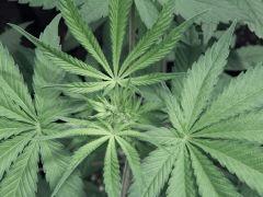 Dutch kush paradise seeds (2)