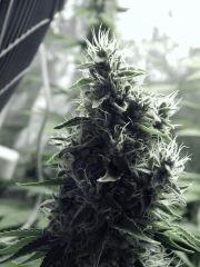 DK P Seeds (11)